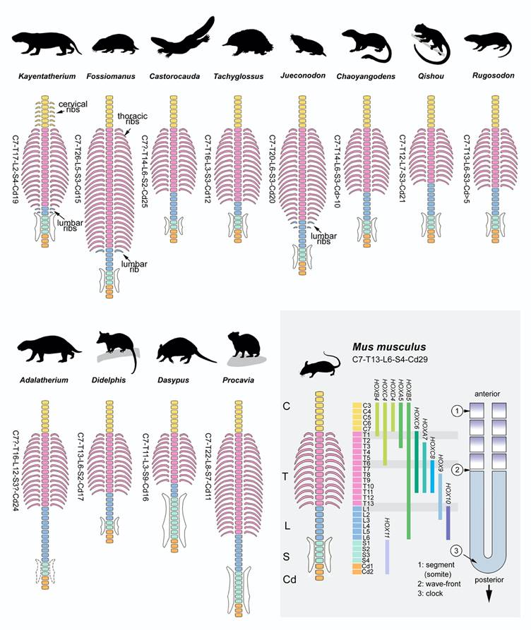 生代哺乳形类主要生态习性代表门类脊柱对比及演化发育机制示意图(毛方园供图)